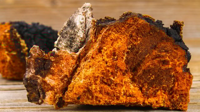 Healing tea from birch mushroom chaga is used in folk medicine. Chagapilz