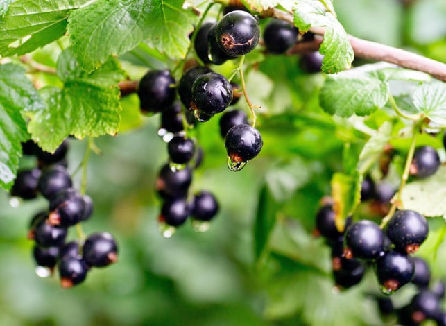 auch-schwarze-johannisbeeren-sind-ein-vitaminreich-cc0--pixabay--stafichukanatoly-251107_download Auch schwarze Johannisbeeren sind ein vitaminreiches regionales Superfood.