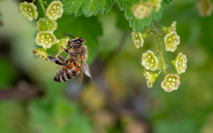 It's best to buy sustainably produced beeswax wraps.