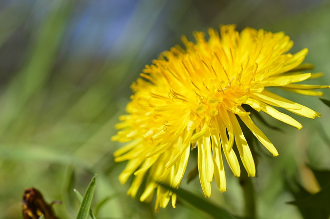 loewenzahn-kann-gut-verwertet-werden-cc0-pixabay-peggychoucair-240417_download Löwenzahn kann gut verwertet werden.