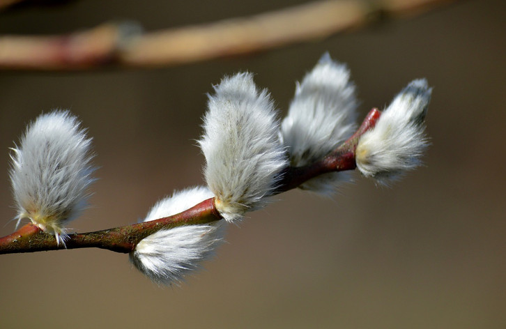 Weidenktzchen: Den richtigen "Bienenbaum" finden und pflegen - Utopia.de