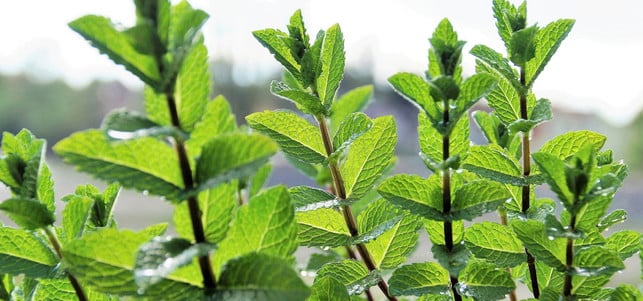 schmerzmittel-pfefferminze-pb-ivabalk-170315-1280x600 Pfefferminzöl hilft gegen Kopfschmerzen