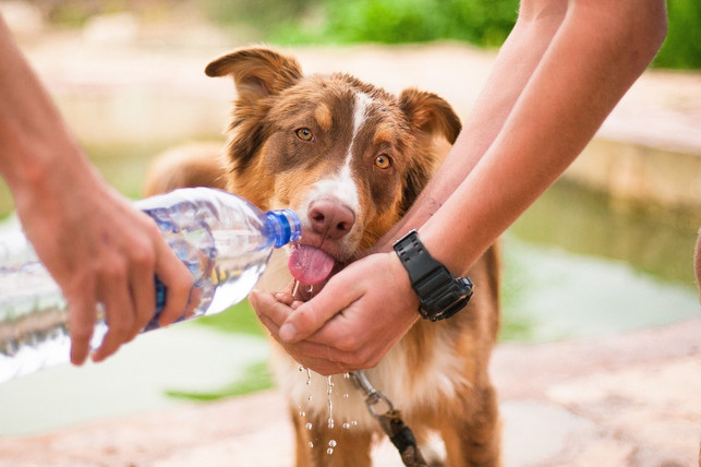 um-deinen-hund-davon-abzuhalten-aus-einer-pfuetze-cc0-pixabay-5033181-230110_download Um deinen Hund davon abzuhalten, aus einer Pfütze zu trinken, solltest du Wasser dabei haben.