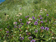 sterndolden-sind-in-der-freien-natur-auf-alpenwies-cc0-pixabay-hans-200922_download Sterndolden sind in der freien Natur auf Alpenwiesen zu finden.