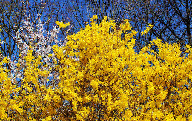 forsythie-pb-Ralphs_Fotos-230314-1920x1209 Forsythie: Für Bienen und andere Insekten wertlos