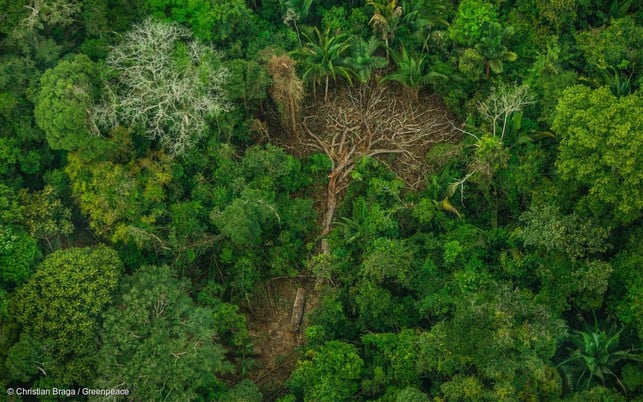 Christian Braga - Greenpeace Artensterben