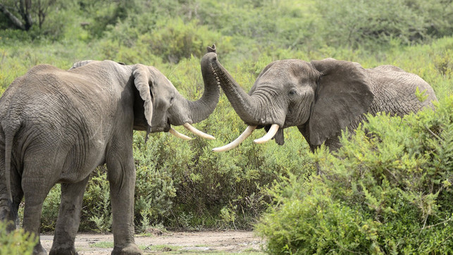 Elefanten-pb-Oliver-D-20210812-1280x720 Weltelefantentag: Warum Elefanten echte Klimaschützer sind.