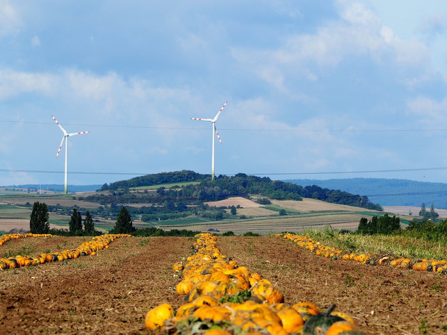 die-idee-einer-nachhaltigen-landwirtschaft-wird-zu-cc0-pixabay-flockine-181103_download Die Idee einer nachhaltigen Landwirtschaft wird zum Beispiel durch sogenannte "Solawis" umgesetzt.