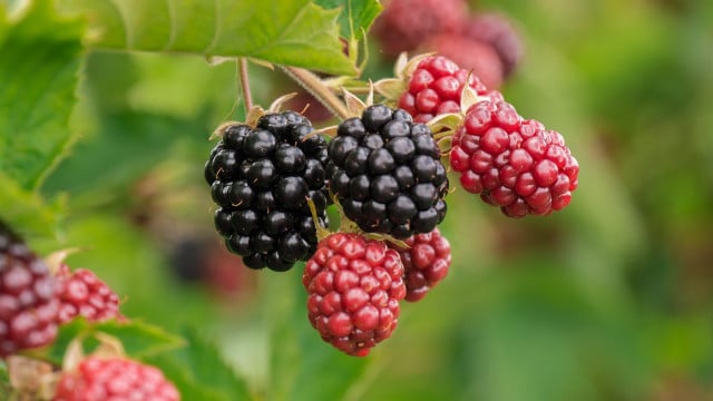 maulbeere-brombeere-cc0-pixabay-chiemseherin-221025 Maulbeere Brombeere