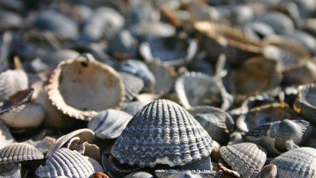 muscheln-sammeln-cc0-pixabay-catkin-220722 muscheln sammeln