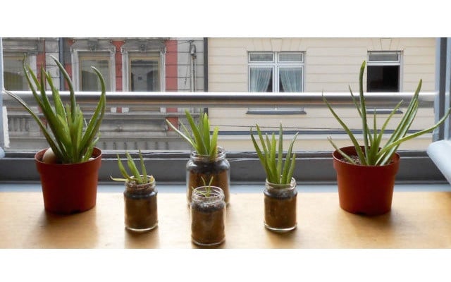 zero-waste-geschenke-u-aloe-vera-171130-640x400 Zero Waste Geschenke Aloe Vera