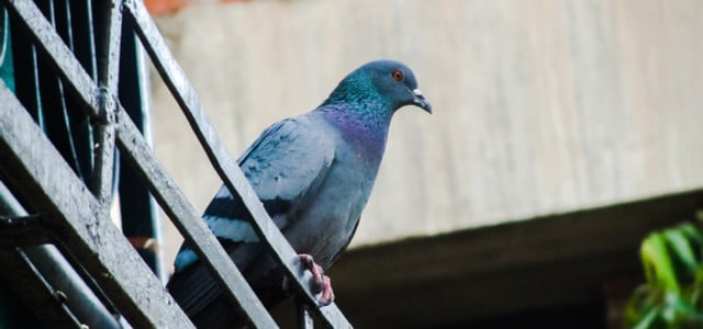 Um Tauben und andere Vögel vom Nisten abzuhalten, kommen unter anderem an Bahnhöfen Taubenabwehrnetze zum Einsatz.