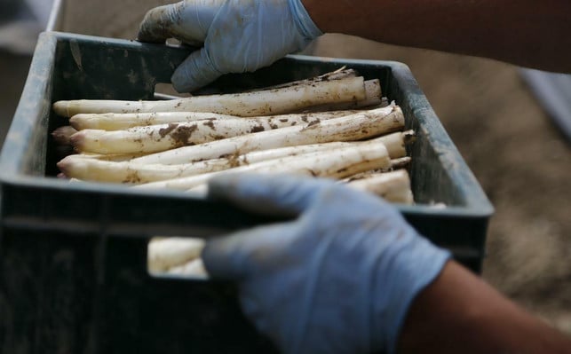 spargel-wird-in-zwei-gueteklassen-eingeteilt-das-b-cc0-pixabay-jai79-220505_download Beim Spargelkauf stößt du auf verschiedene Güteklassen.