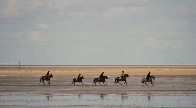 pferde-gehoeren-auf-juist-zum-alltag-sven-christian-schulz-utopia-180613_download Pferde gehören auf Juist zum Alltag.