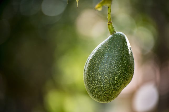 warm-und-sonnig-ganz-wie-in-der-heimat-so-mag-es-cc0-pixabay-deeezy-250416_download Warm und sonnig, ganz wie in der Heimat: so mag es die Avocado-Pflanze am liebsten.