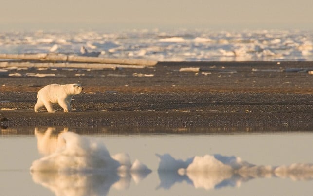 Klimawandel Tiere anpassen Eisbär Geht der Klimawandel zu schnell, können Tiere sich nicht anpassen