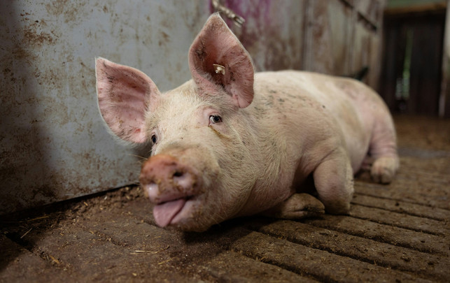 Tierschutzbeauftragte Ariane Kari: „Weniger Tiere besser halten“ Vollspaltenboden Schwein