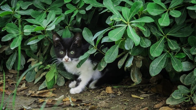 die-verpiss-dich-pflanze-soll-tiere-vertreiben-cc0-pixabay-direnselimoglu-190806_download Die Verpiss-dich-Pflanze soll Tiere vertreiben.