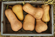 der-butternut-ist-einer-der-beliebtesten-winterkuer-cc0-pixabay-ulleo-200919_download Der Butternut ist einer der beliebtesten Winterkürbisse.