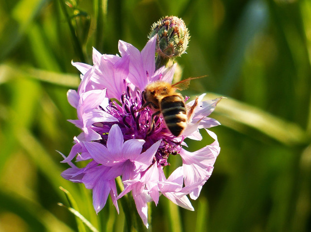 bepflanzen Mit diesen Pflanzen wird er bienenfreundlich