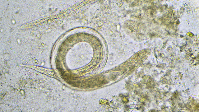 Nematoden sind mit bloßem Auge nur schwer zu erkennen.