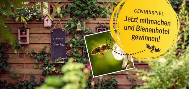 toom gewinnspiel bienenhotel gewinnen bienenschutz bienenfreundliche Pflanzen