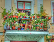 Balkonkästen bepflanzen