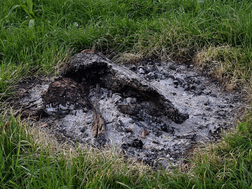 Mit Holzasche dngen? Deshalb solltest du darauf verzichten - Utopia.de