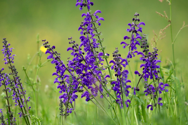 wiesensalbei-kannst-du-im-juni-pflanzen-cc0--pixabay--nennieinszweidrei-250612_download Wiesensalbei kannst du im Juni pflanzen.