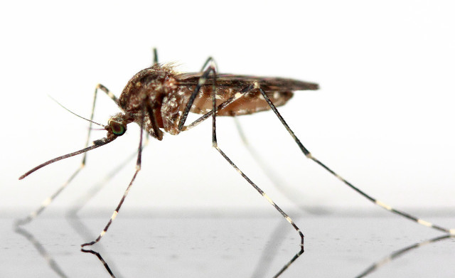 Danger of confusion: This is a ring-necked fly.