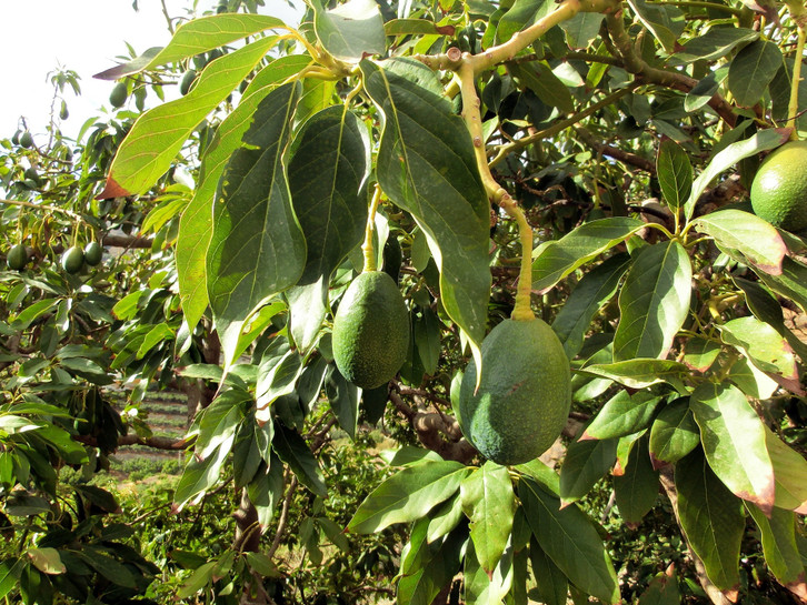 Avocado-Pflanze pflegen: So wchst der Baum auch bei dir - Utopia.de