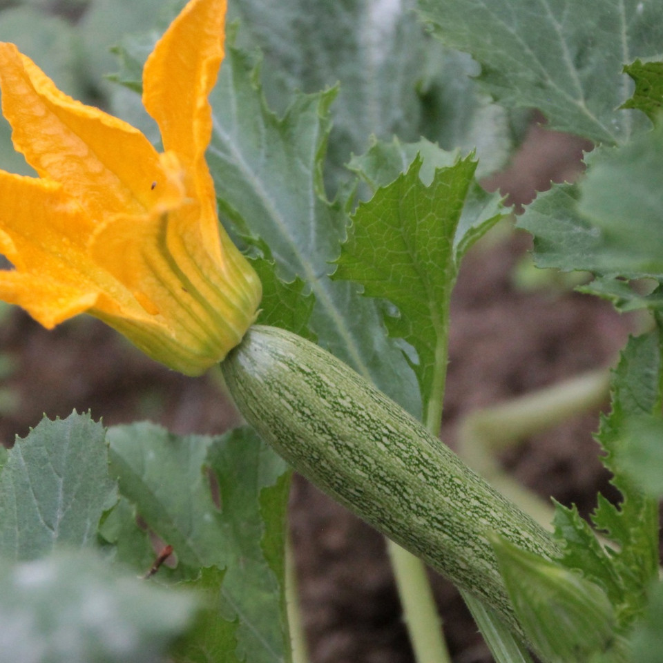 9 Pflanzen, die deine Zucchini widerstandsfhiger machen - Utopia.de