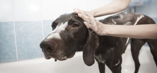 Hund waschen leicht gemacht: So machst du es richtig