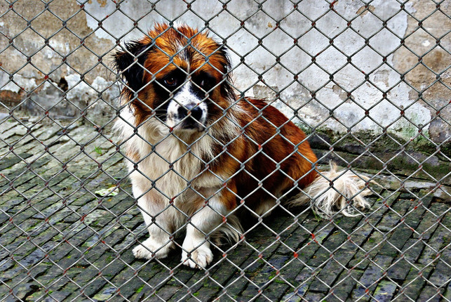 du-kannst-fuer-bestehende-organisationen-wie-beispi-cc0-pixabay-alexas_fotos-200726_download Du kannst für bestehende Organisationen wie beispielsweise Tierschutzorganisationen Spenden sammeln.