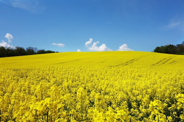 rapsfelder-sind-in-deutschland-keine-seltenheit-b-cc0-pixabay-blickpixel-200429_download Rapsfelder sind in Deutschland keine Seltenheit, Bio-Raps dagegen schon.