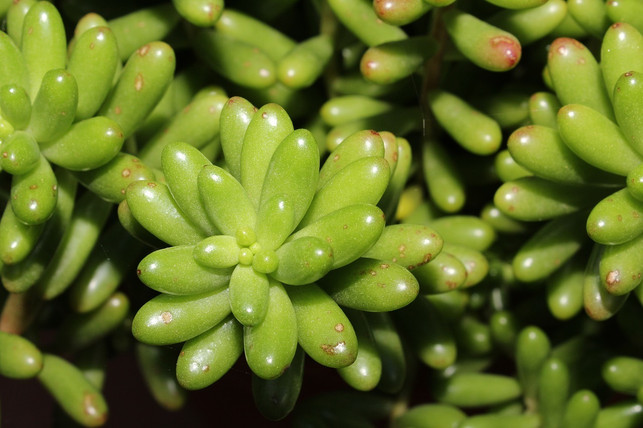viele-sedum-arten-wie-diese-eignen-sich-fuers-dach-cc0-pixabay-j_0-190412_download Viele Sedum-Arten wie diese eignen sich für die Dachbegrünung.
