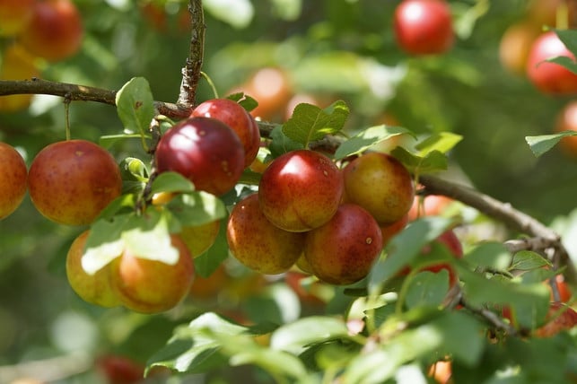 mit-der-richtigen-pflege-kannst-du-im-sommer-die-e-cc0-pixabay-efraimstochter-190918_download Mit der richtigen Pflege kannst du im Sommer die ersten Früchte deines Mirabellenbaums ernten.