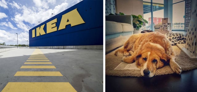 Ikea Hunde Filiale