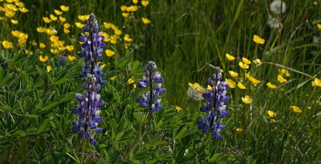 lupinen-ziehen-bienen-und-andere-insekten-an-cc0-pixabay-barni1-200824_download Lupinen ziehen Bienen und andere Insekten an.
