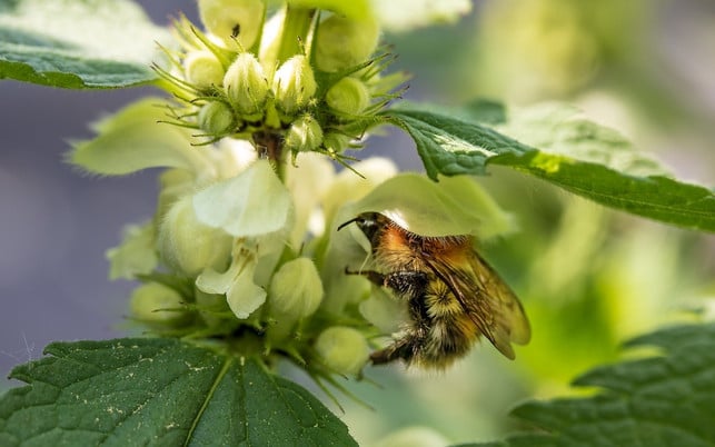 taubnesseln-sind-eine-wichtige-nahrungsquelle-fuer-cc0-pixabay-myriams-fotos-200317_download Taubnesseln sind eine wichtige Nahrungsquelle für Bienen und Hummeln.