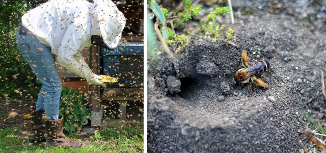Studie: Wie Imker:innen Wildbienen mehr schaden als helfen