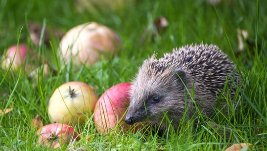 Streuobstwiesen sind mehr als nur Obstplantagen Streuobstwiesen sind mehr als nur Obstplantagen