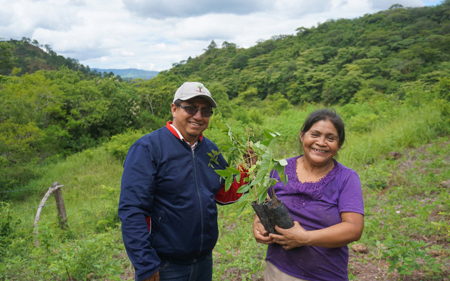 Behutsamer Umgang mit den Bäumen Behutsamer Umgang mit den Bäumen