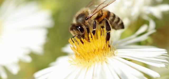 Bienenstich behandeln