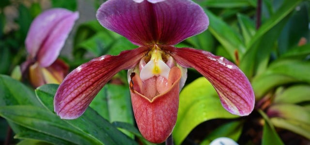 heimische orchideen