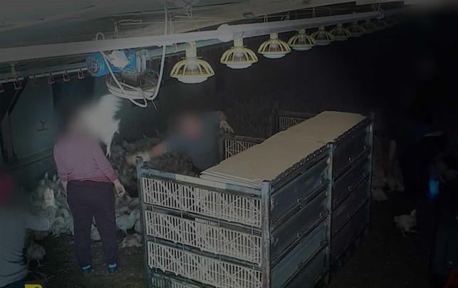„Sadismus, eine Perversion": Aufnahmen enthüllen Missstände auf Geflügelbetrieb Auf den verdeckten Aufnahmen ist zu sehen: Eine Person wirft mit einem Huhn nach einer anderen.