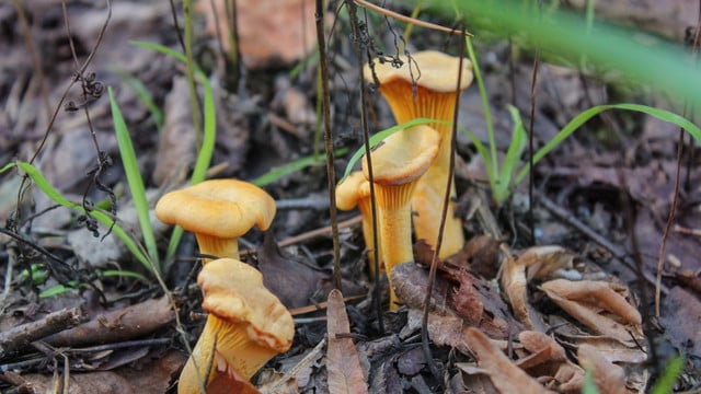 pfifferlinge-sammeln-cc0--pixabay--almix1-250807 pfifferlinge sammeln