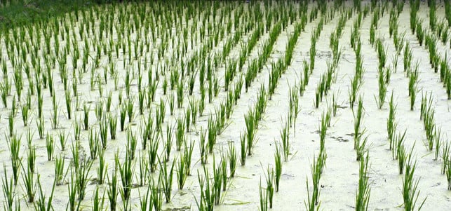 Reisfeld Reisfelder Reis Reiswaffeln Arsen Öko-Test