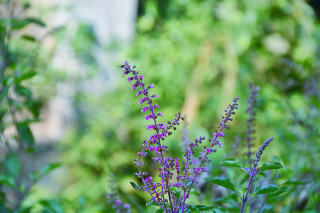 basilikum-ist-allgemein-eine-gute-pflanze-fuer-misc-cc0-pixabay-indipic-250428_download Basilikum ist allgemein eine gute Pflanze für Mischkulturen.