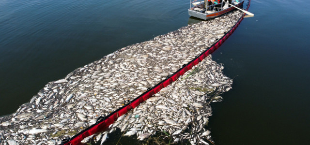 Oder-Fischsterben: Greenpeace-Studie macht Bergbaubetriebe verantwortlich